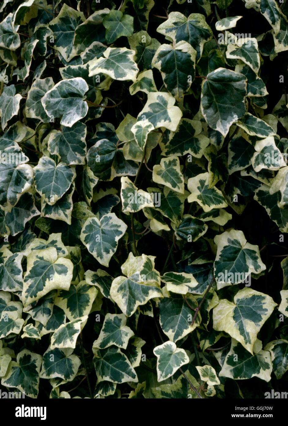 Hedera helix - `Chester'   CLS080523 Stock Photo